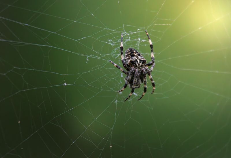 паук паутина крестовик властитель паутины фото превью