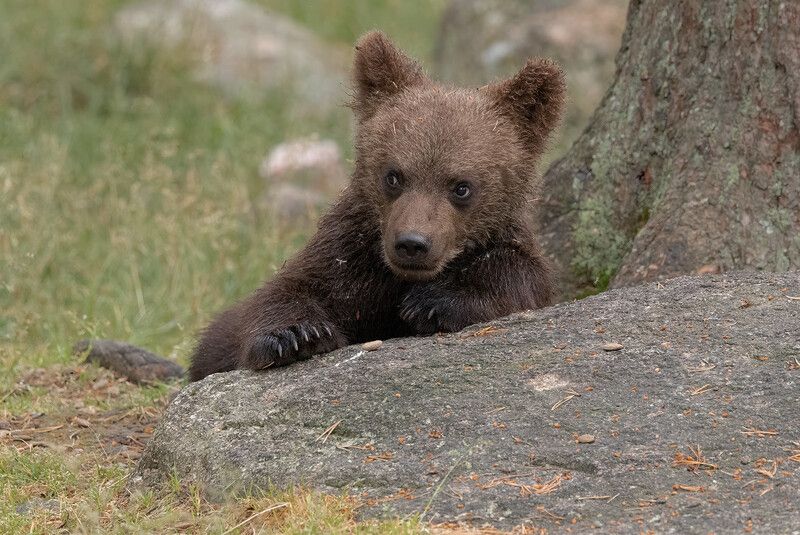 brown bear, bear, nature, wildlife, woods, canon Brown Bear Cub фото превью