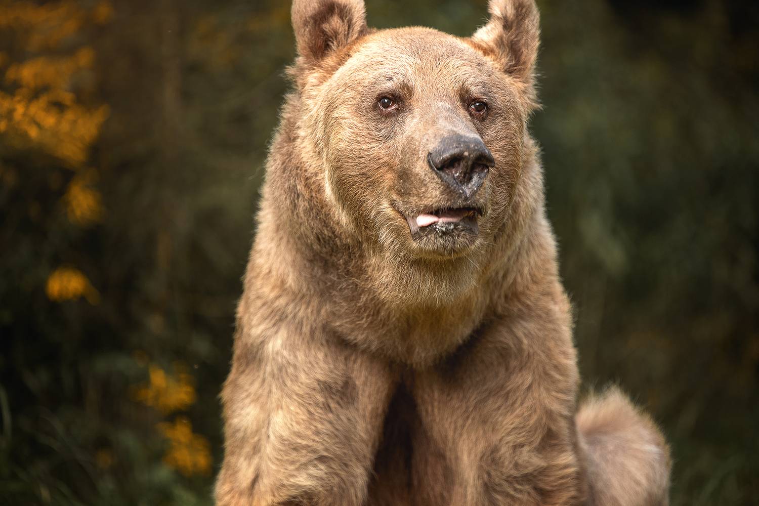 , Елена Самусенкова