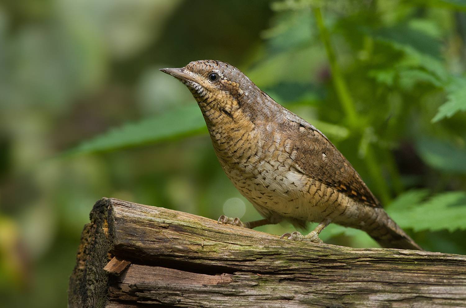 вертишейка,валежник,август, Иван