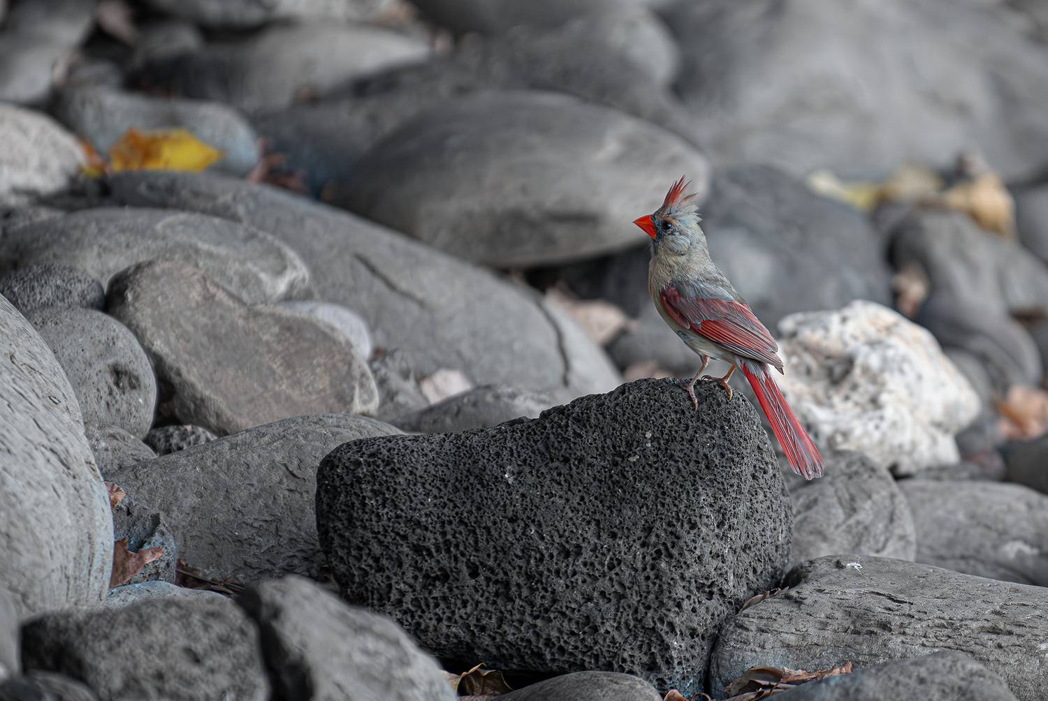 bird, northern cardinal,rocks, Gubski Alexander