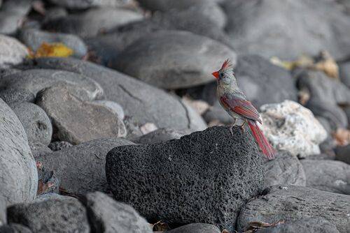 Northern Cardinal