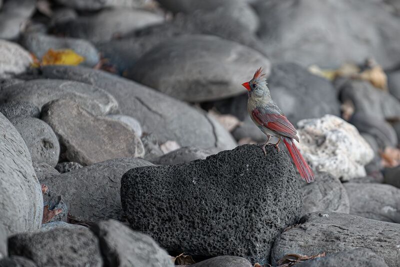 bird, northern cardinal,rocks Northern Cardinal фото превью