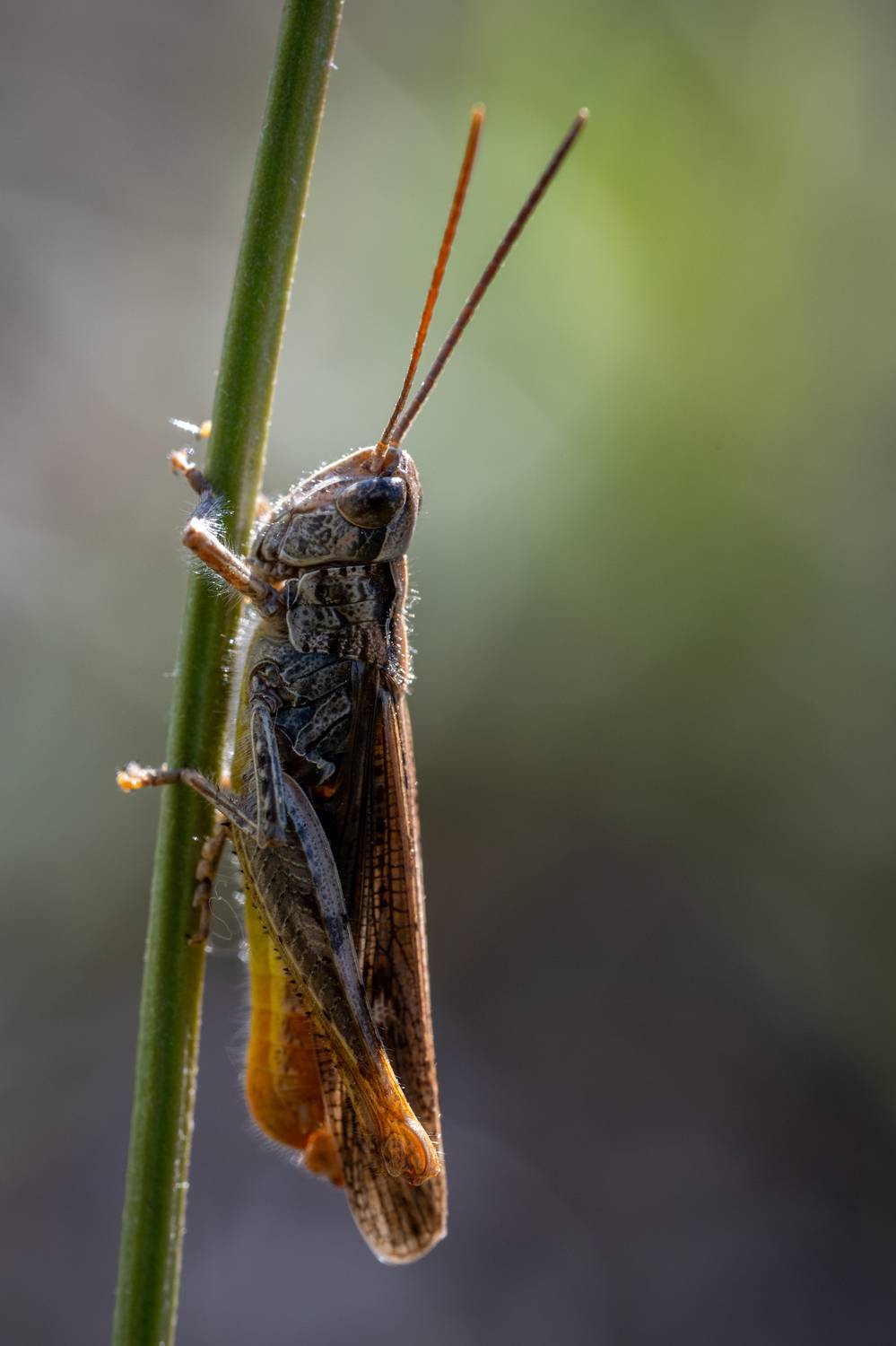 , Dmitry BESPAMIATNYI