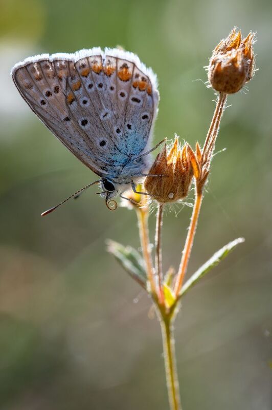 Свернутый хоботок... фото превью