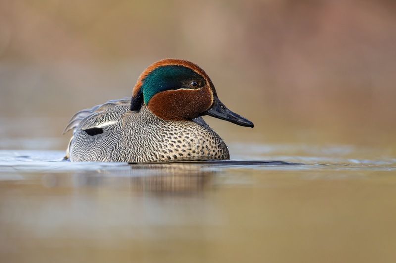 чирок-свистунок, утка, птицы, чирок, свистунок  фото превью