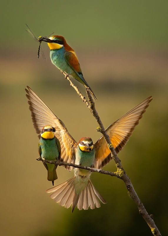 Bee-eater фото превью
