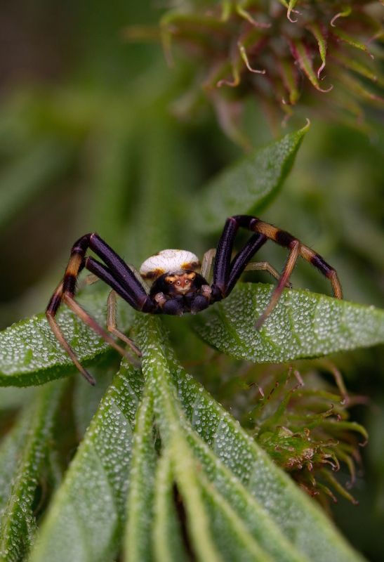Misumena vatia фото превью