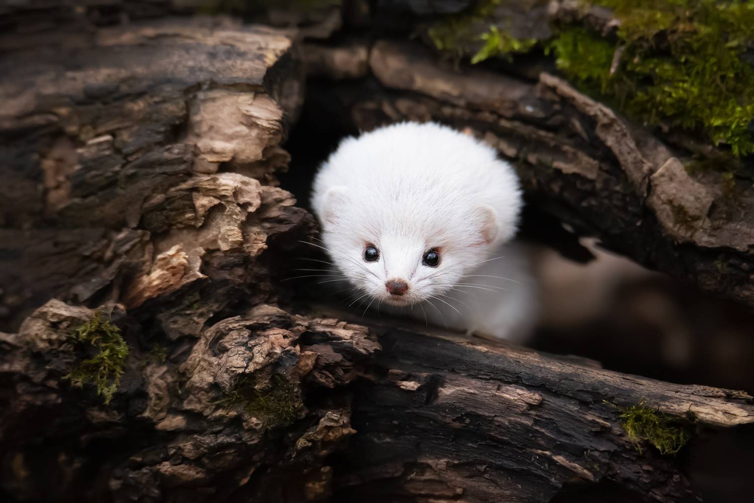 , Проценко Татьяна