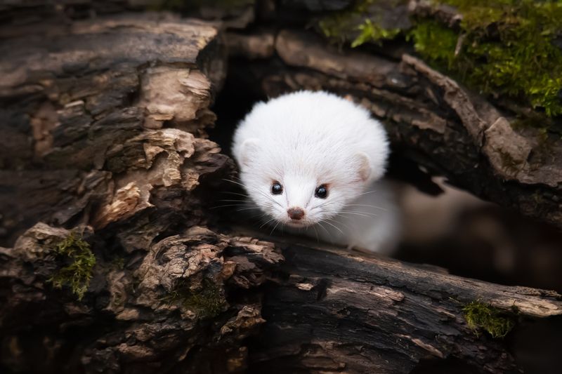 Ангельская внешность - киллерский характер фото превью