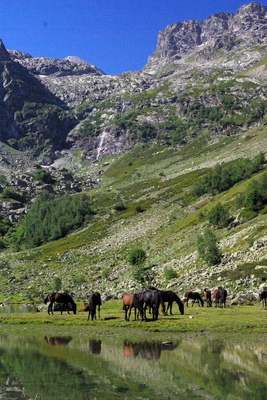 архыз Ходят кони к водопою ... фото превью