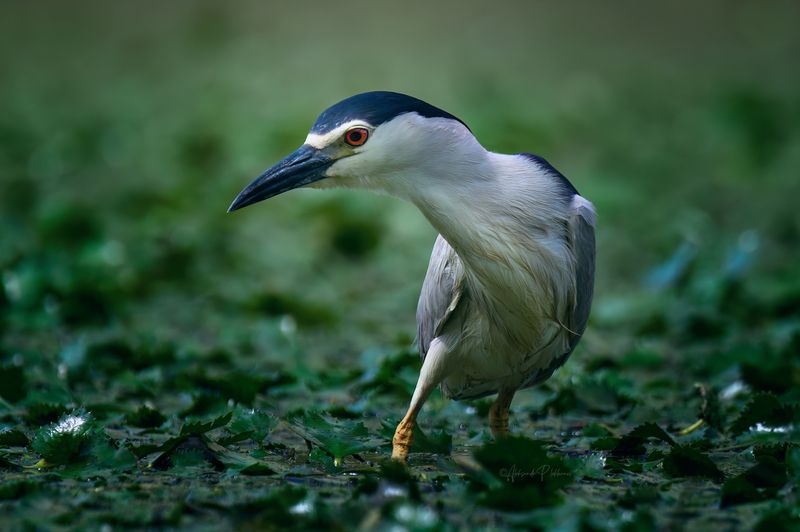 black-crowned night heron, wildlife Цапля охотница фото превью