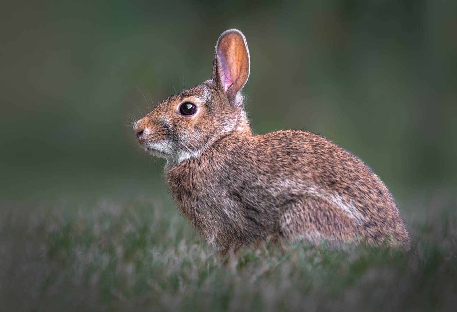 rabbit, bunny, animal, wild, nature, Atul Saluja