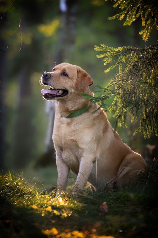 ..... фото превью