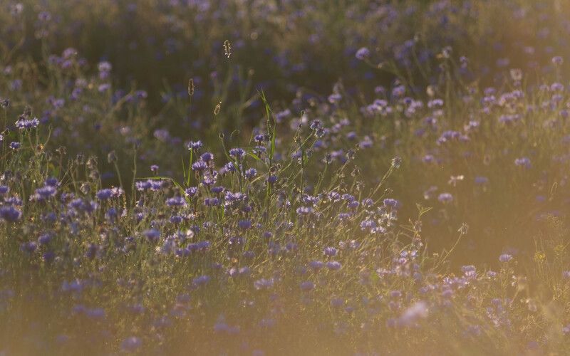 Васильковое поле фото превью