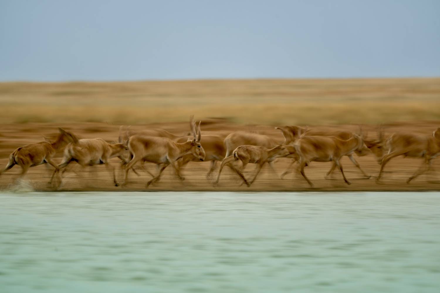 , Владимир Цветов