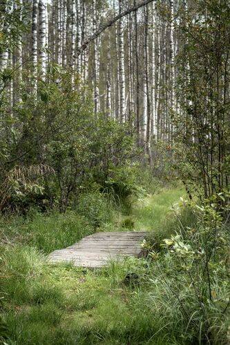 Мостик через болото