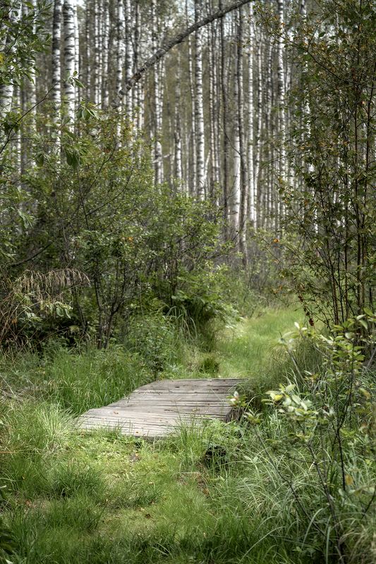 лес, природа, берёзы, пейзаж, деревья Мостик через болото фото превью