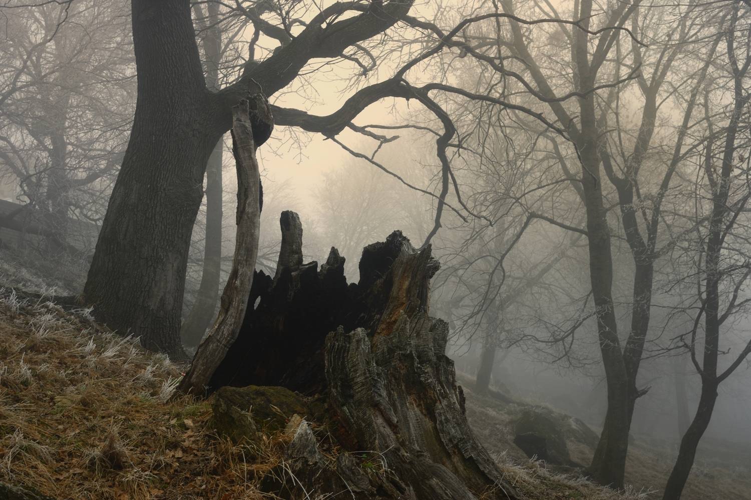 зима туман лес утро пень, Александр Жарников