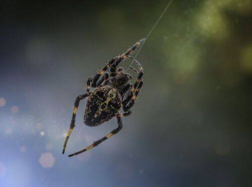 Милаха с волосатыми ногами ))) Крестовик