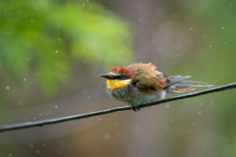 Щурка - Lens and Feathers фото превью