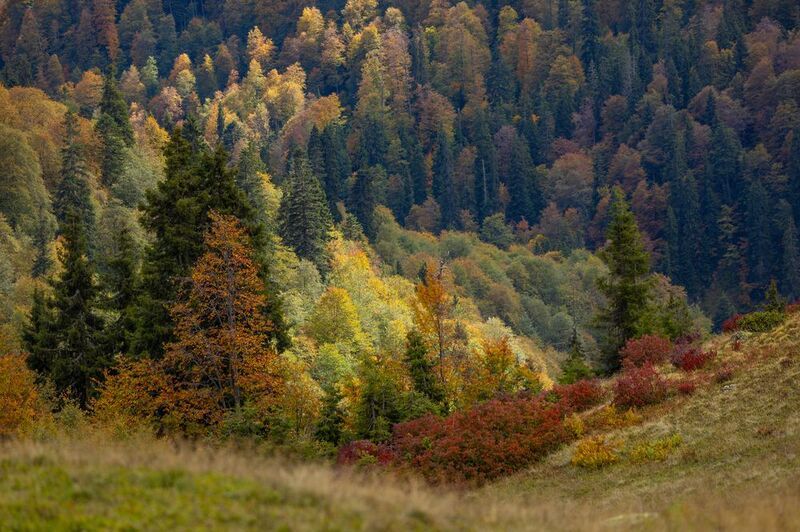 осень в Самегрело ( Грузия) фото превью