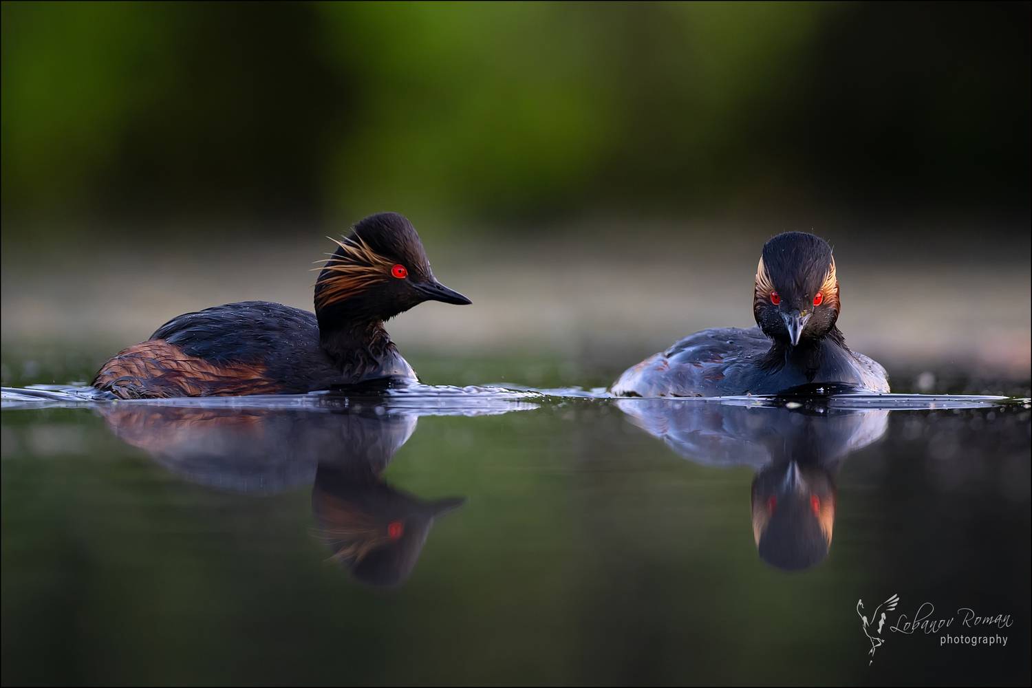 , Лобанов Роман