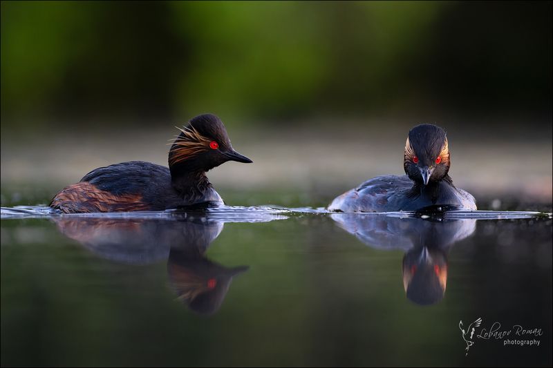 Черношейный дуэт фото превью