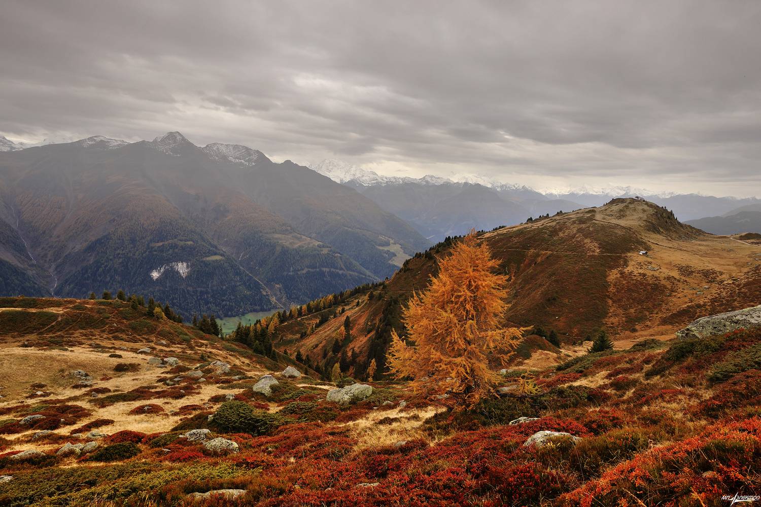 swiss, Матвеев Николай