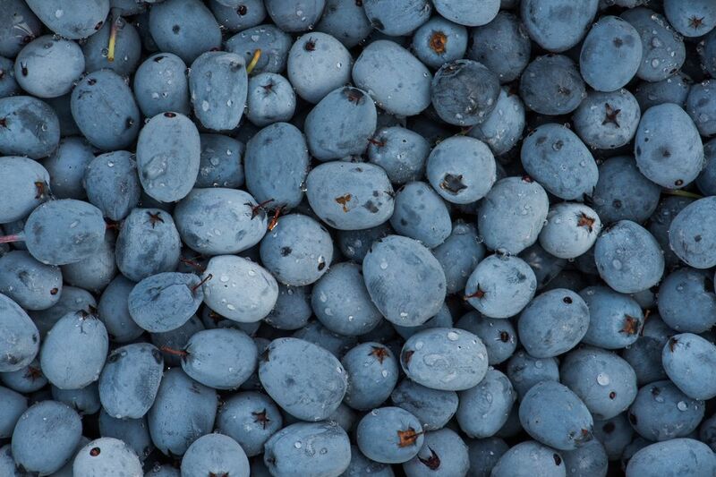 Дары природы: дикая Голубика фото превью