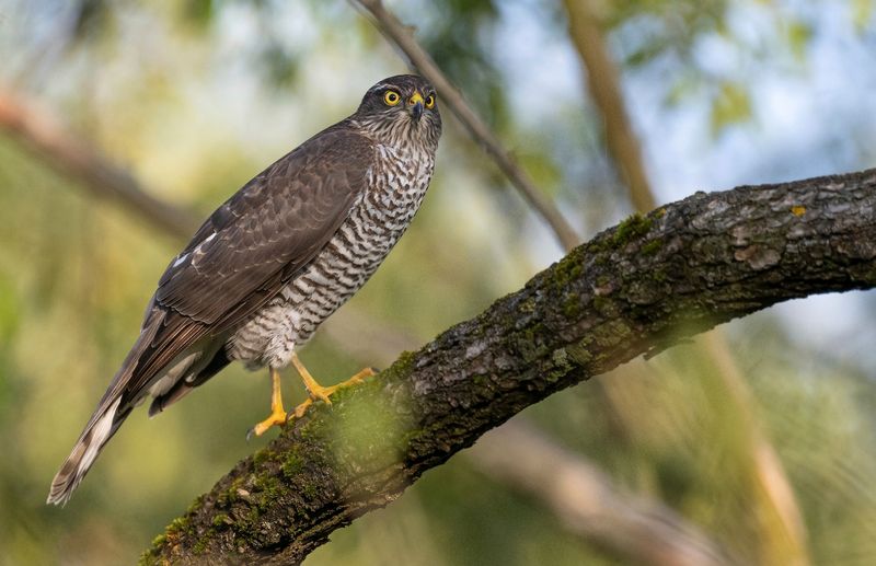 ястреб, перепелятник, хищник, птицы Хищница фото превью