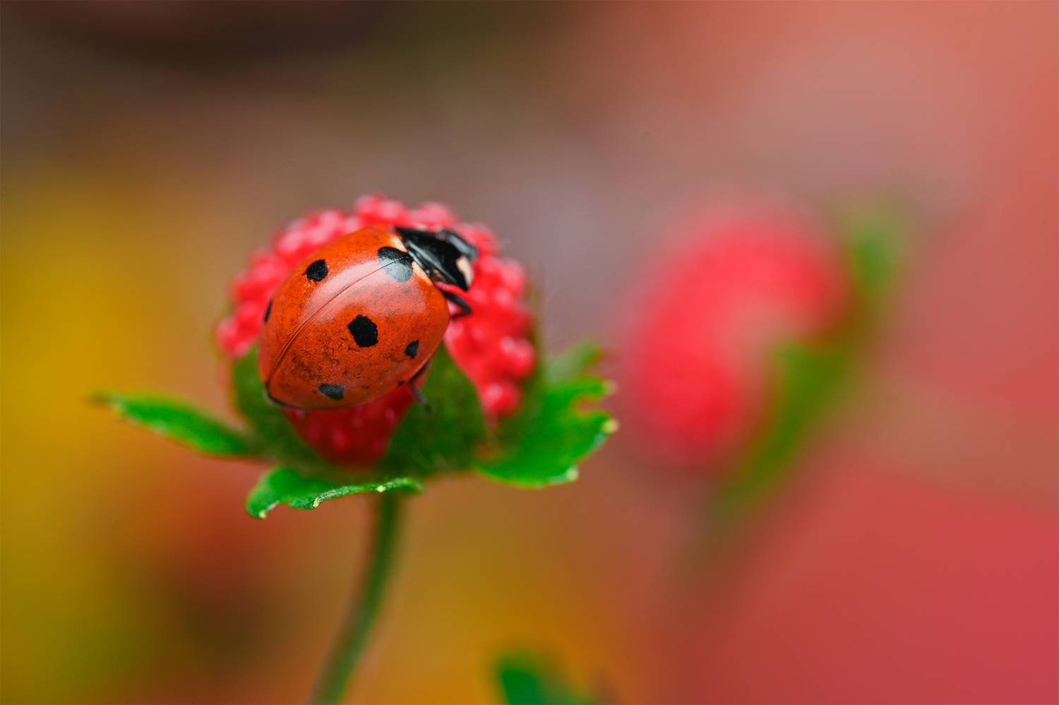 ceclii, macro, Tsvetan Ganev