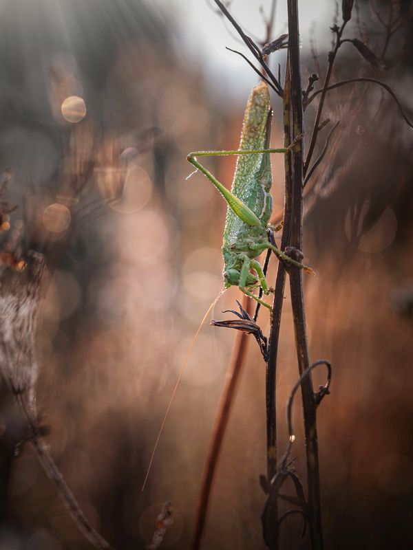 В траве сидел кузнечик... фото превью