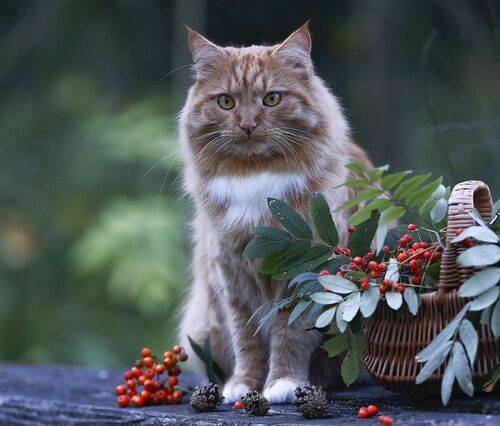 Рябиновый наблюдатель