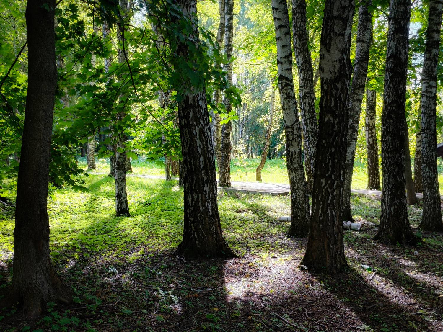 , Кондрашова Светлана