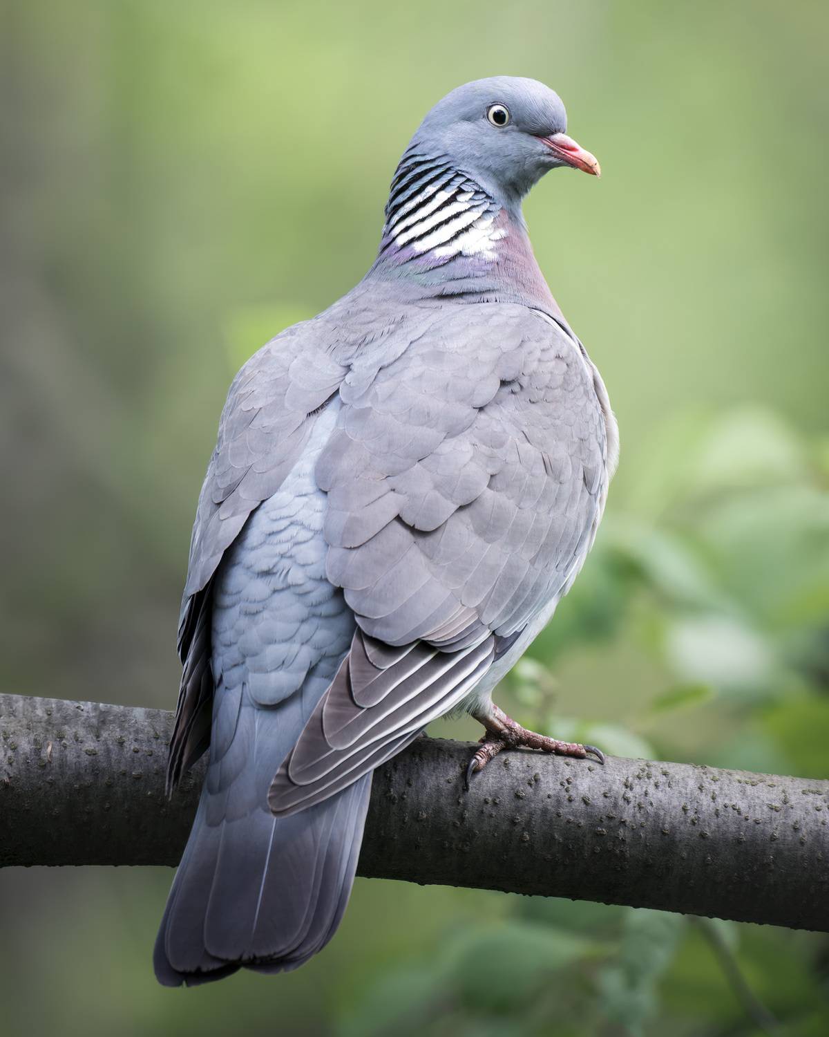 , Поляков Михаил