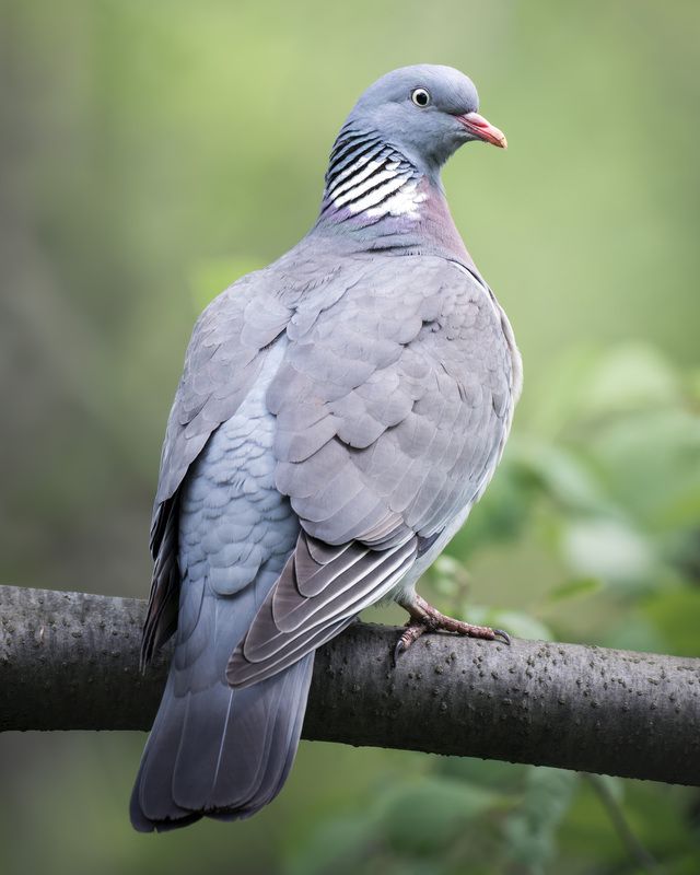 Вяхирь (Columba palumbus) фото превью