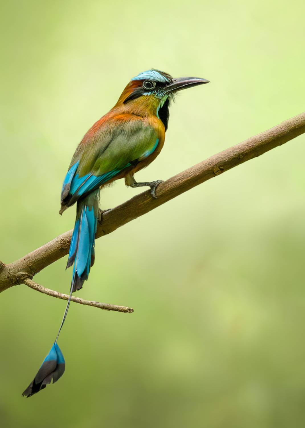 , Maikel Valle Clara