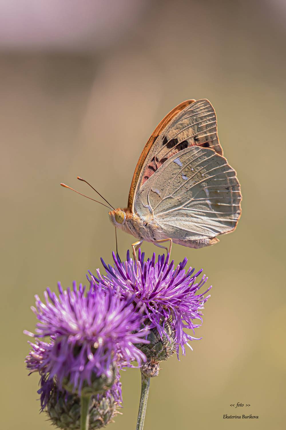 , Бурикова Екатерина