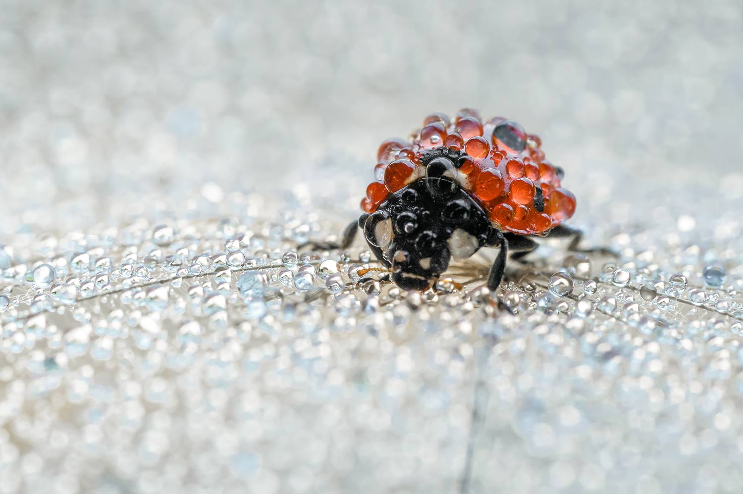 ceclii, macro, Tsvetan Ganev