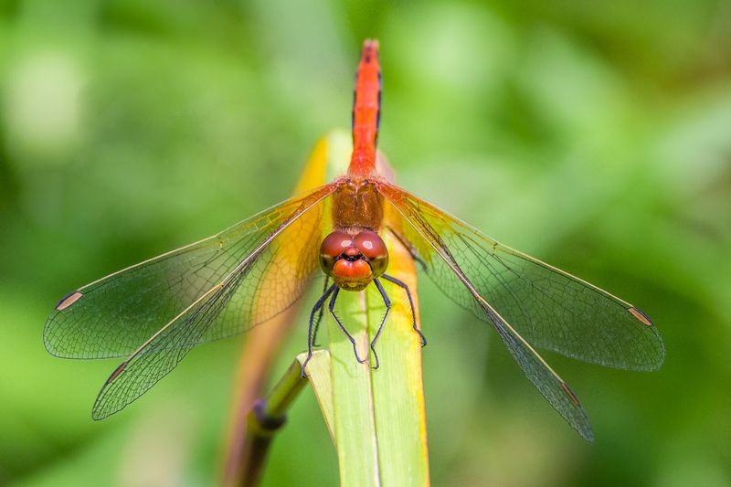 en face фото превью