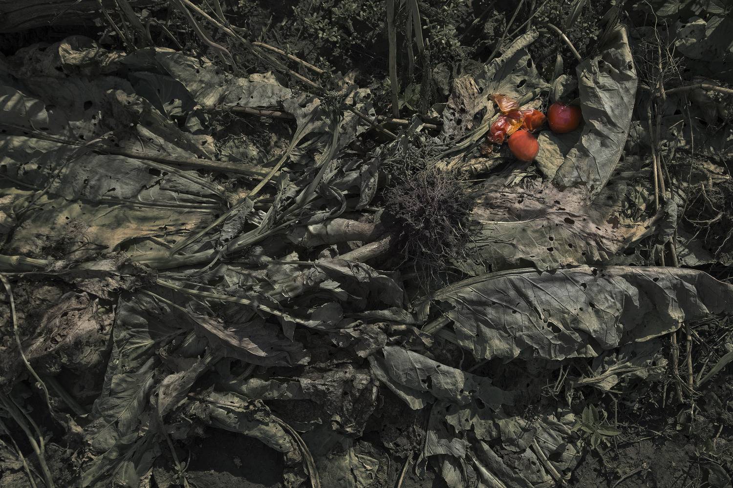 натюрморт, Виктор Кириллов