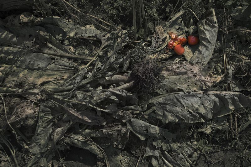 натюрморт Помидоры фото превью