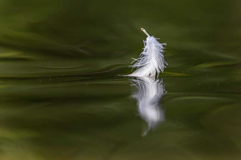 Лебединое озеро фото превью
