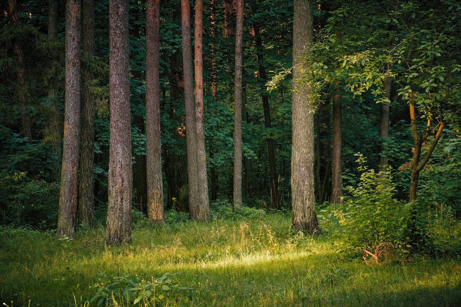 лес, деревья, листва, свет, Валерий Вождаев