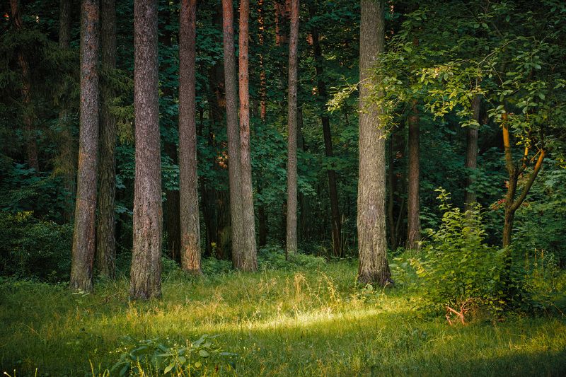 В летнем лесу фото превью