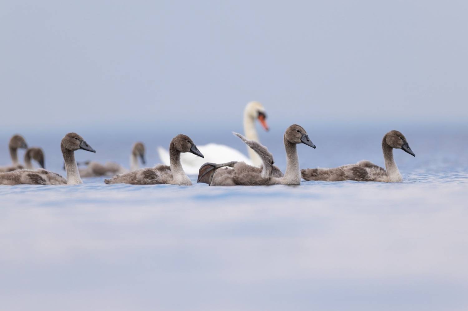 шипун, лебедь, лебедь шипун, лебедь-шипун, финский залив, Руслан Pl