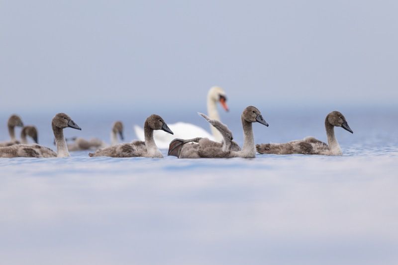 шипун, лебедь, лебедь шипун, лебедь-шипун, финский залив  фото превью