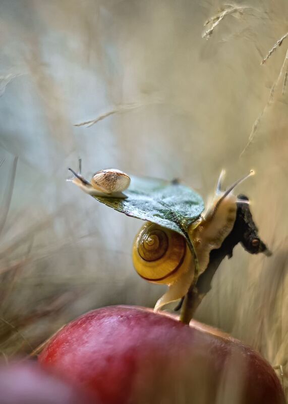 улитка, гелиос, макро, смешные истории, лето, поле, яблоко,беларусь, ирина горюкина Поднять паруса) фото превью