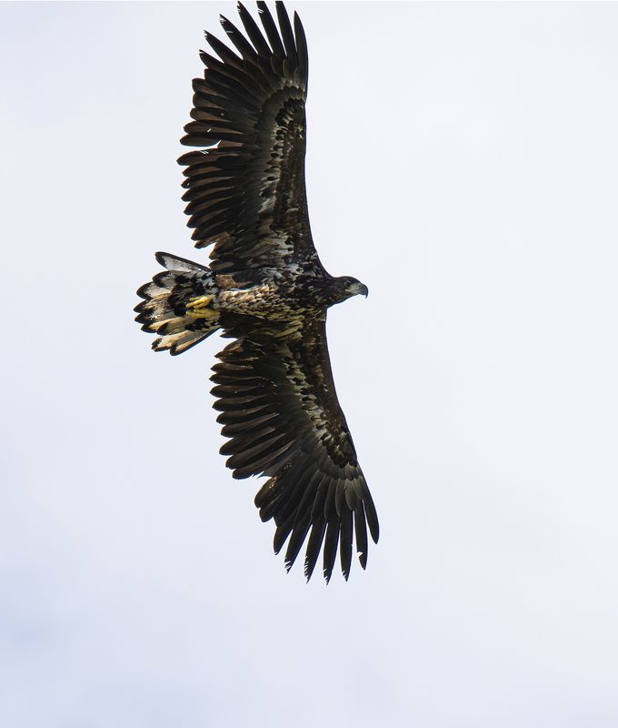 Белохвостый орлан на охоте фото превью